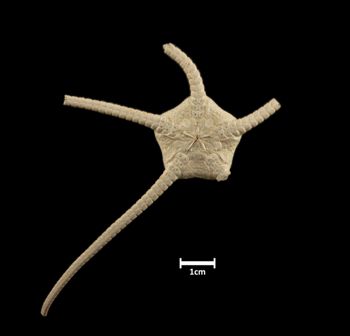 Media type: image;   Invertebrate Zoology OPH-4117 Description: Bottom of brittle star with mouth visible.;  Aspect: ventral